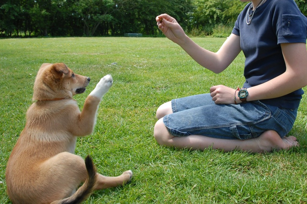 Dog Training Advice